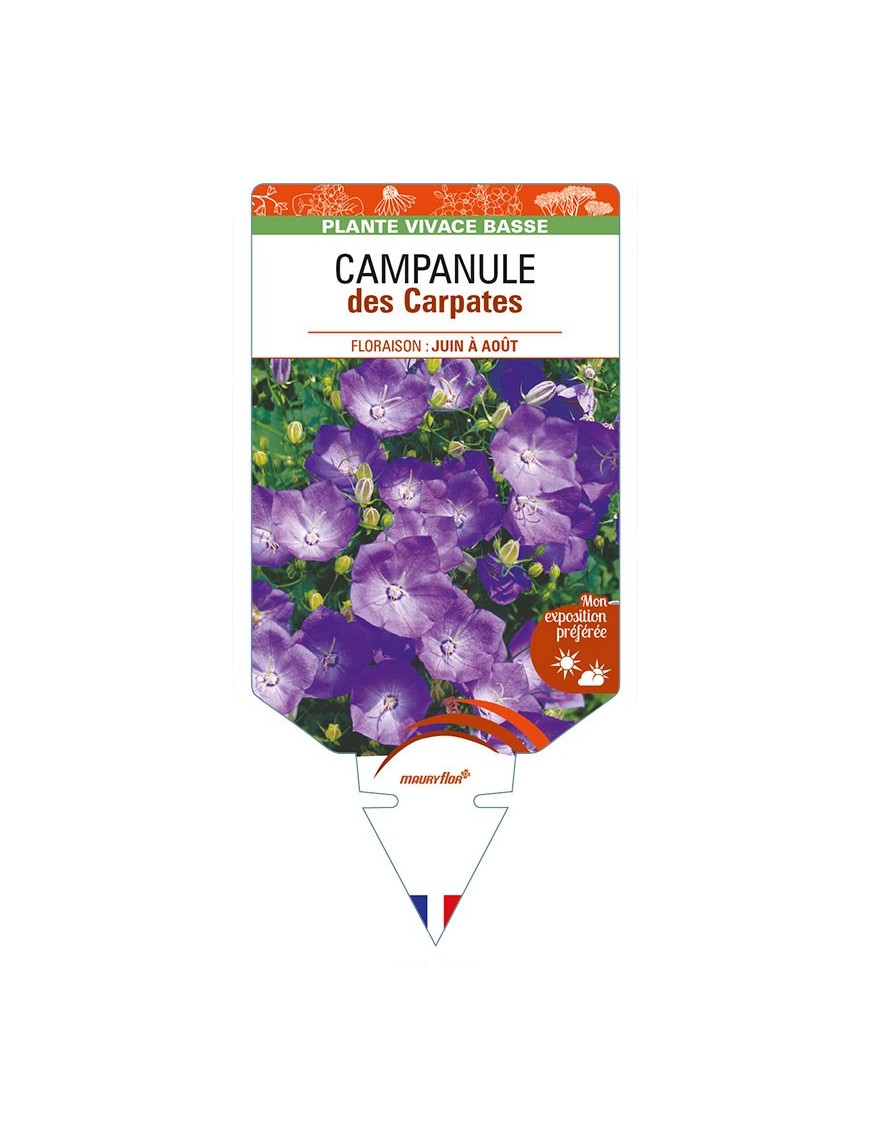 CAMPANULE DES CARPATES (bleu)