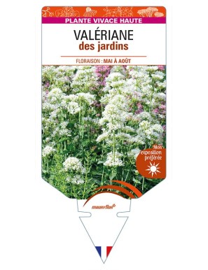 CENTRANTHUS ruber 'Albus' voir Valériane des jardins