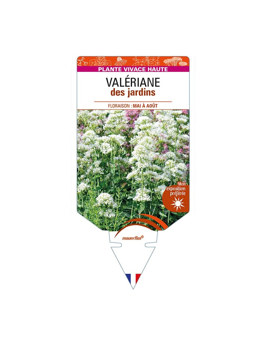 CENTRANTHUS ruber 'Albus' voir Valériane des jardins