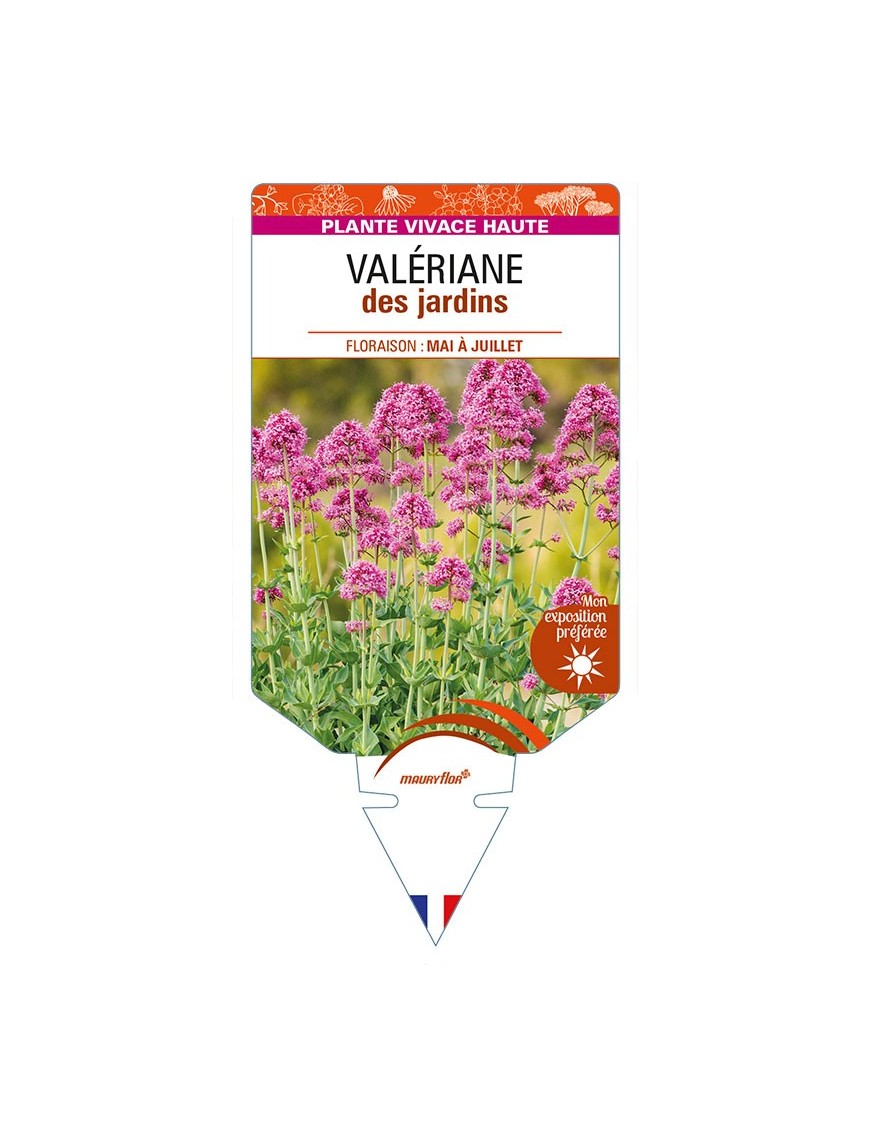 CENTRANTHUS ruber (rose)  voir Valériane des jardins