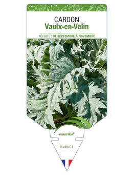 CARDON VAULX-EN-VELIN