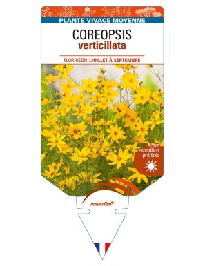 COREOPSIS verticillata (jaune)