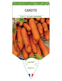 CAROTTE