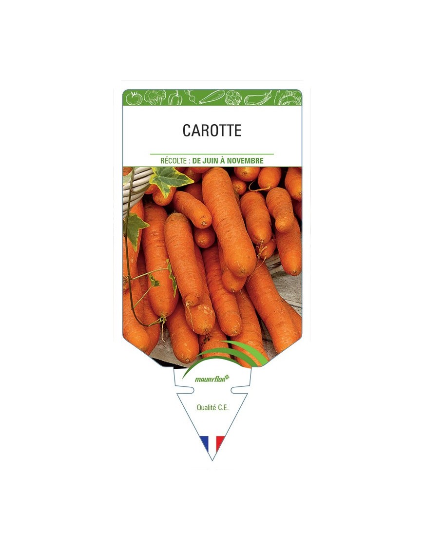 CAROTTE