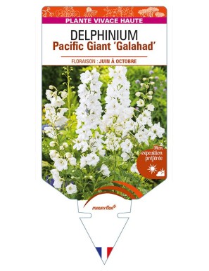 DELPHINIUM Pacific Giant 'Galahad' (blanc pur)