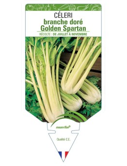 CÉLERI BRANCHE DORÉ GOLDEN SPARTAN