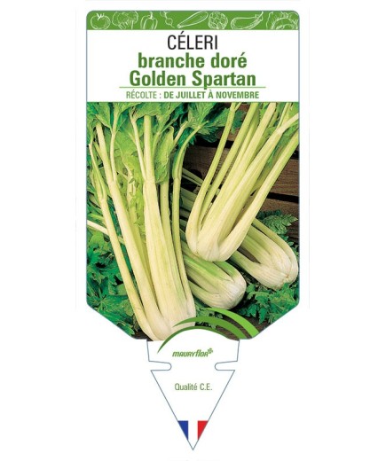 CÉLERI BRANCHE DORÉ GOLDEN SPARTAN