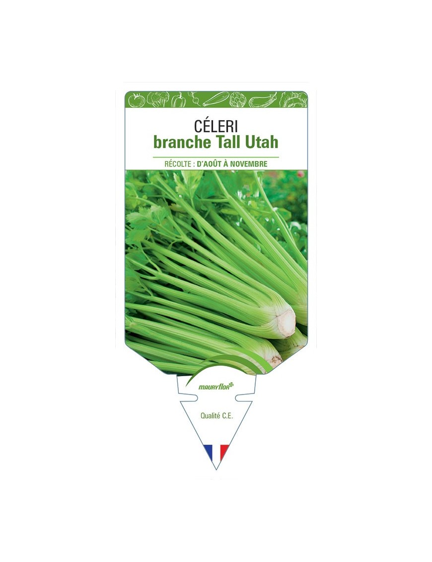 CÉLERI BRANCHE TALL UTAH