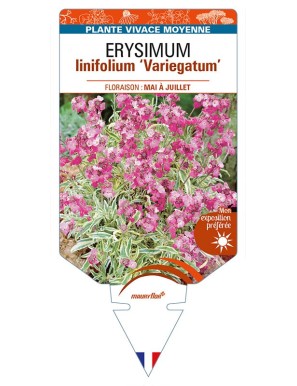 ERYSIMUM linifolium 'Variegatum'