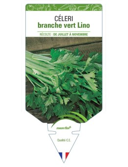 CÉLERI BRANCHE VERT LINO