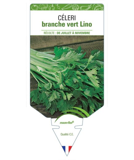 CÉLERI BRANCHE VERT LINO