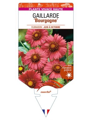 GAILLARDIA 'Bourgogne' (rouge)