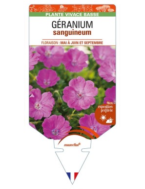 GERANIUM sanguineum (rouge)