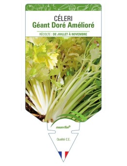 CÉLERI GÉANT DORÉ AMÉLIORÉ
