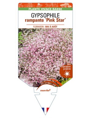 GYPSOPHILA repens 'Pink Star'