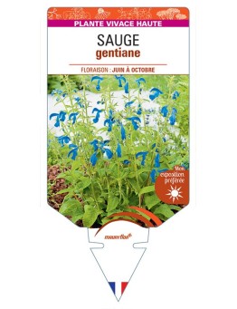 SALVIA patens voir SAUGE gentiane (bleu) *