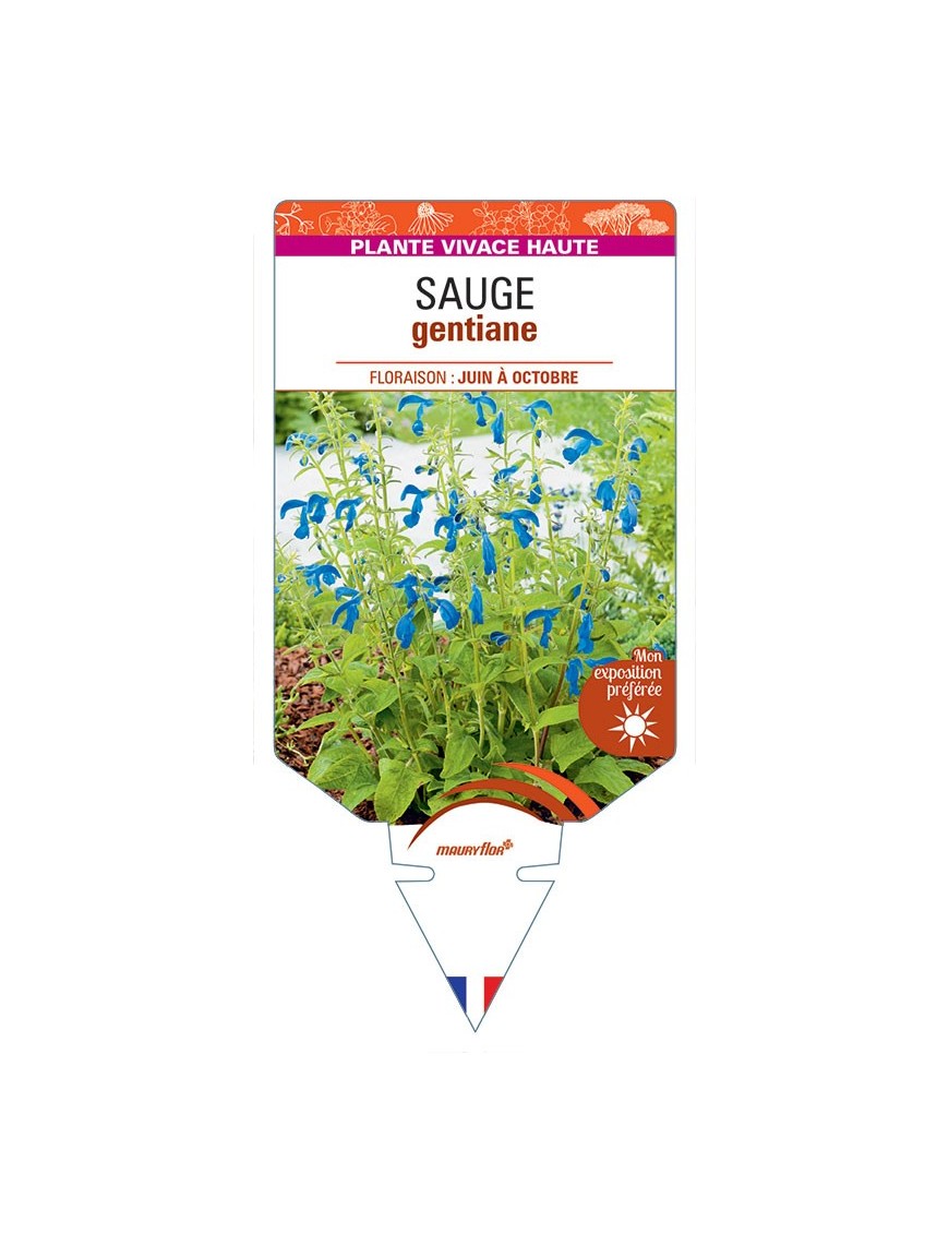 SALVIA patens voir SAUGE gentiane (bleu) *