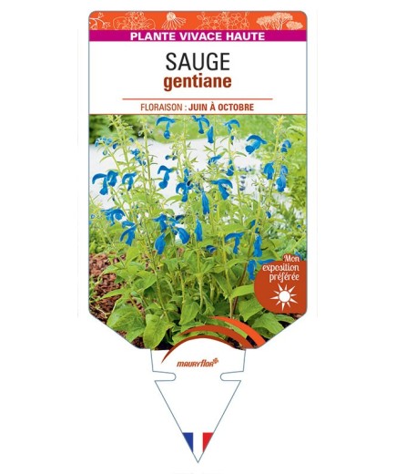 SALVIA patens voir SAUGE gentiane (bleu) *