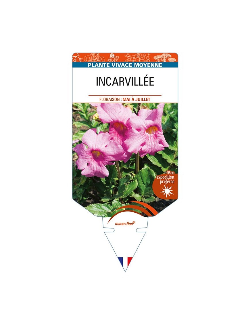 INCARVILLEA (delavayi rose)