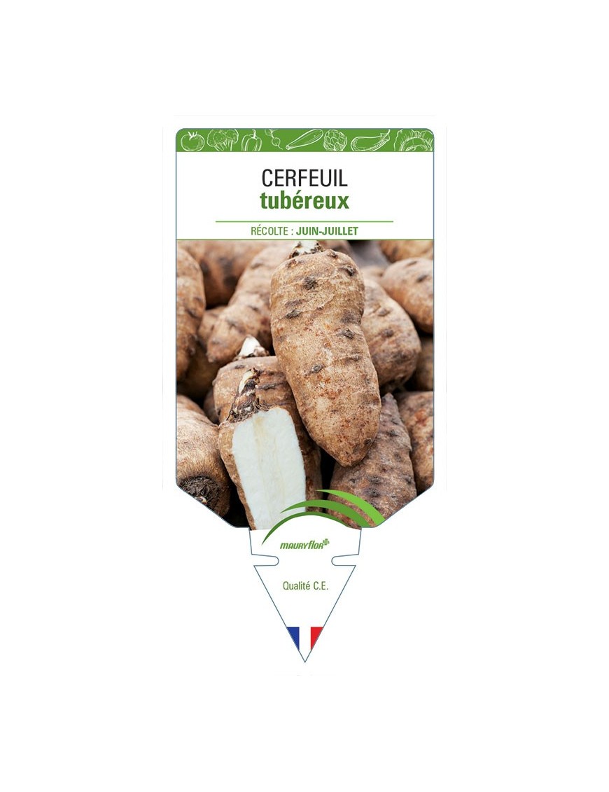 CERFEUIL TUBÉREUX