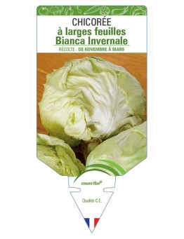 CHICORÉE À LARGES FEUILLES BIANCA INVERNALE