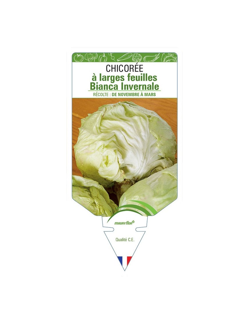 CHICORÉE À LARGES FEUILLES BIANCA INVERNALE