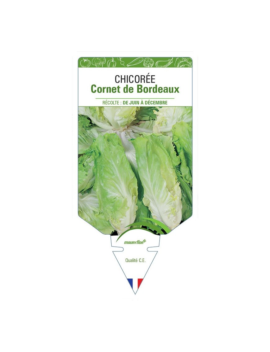CHICORÉE CORNET DE BORDEAUX