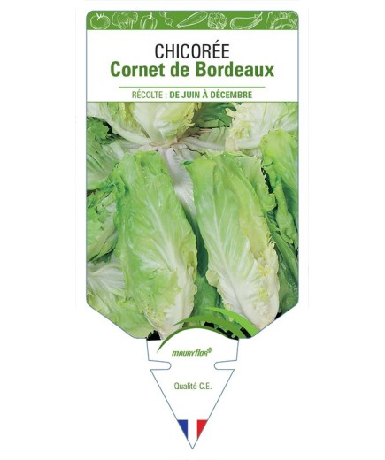 CHICORÉE CORNET DE BORDEAUX