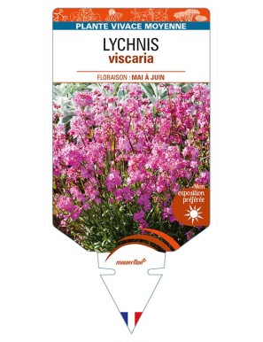LYCHNIS viscaria (rose)