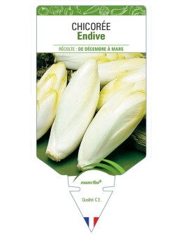 CHICORÉE ENDIVE
