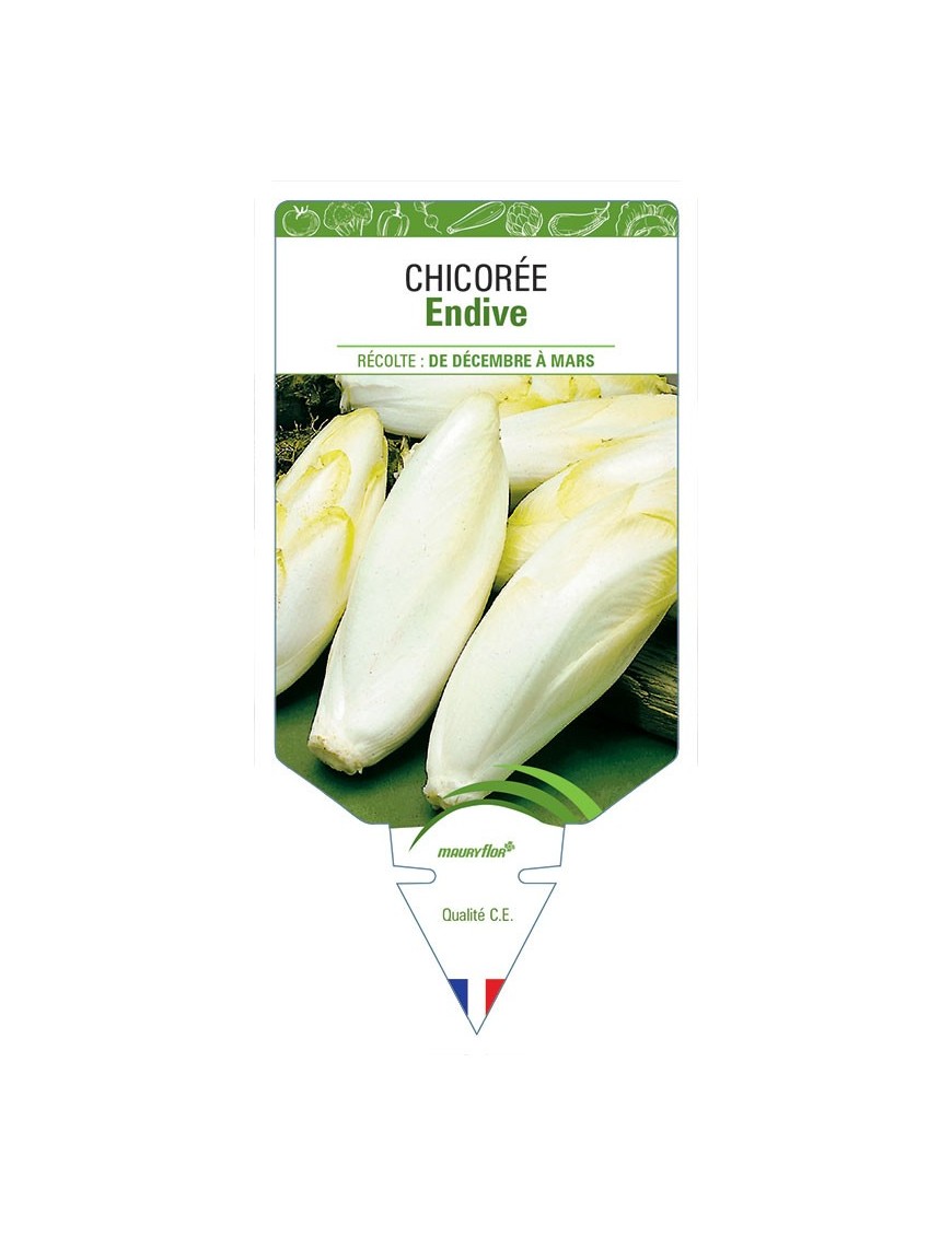 CHICORÉE ENDIVE