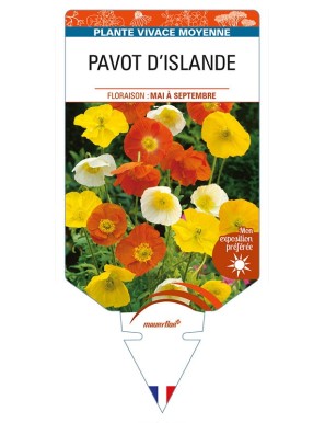 PAVOT D'ISLANDE (varié)