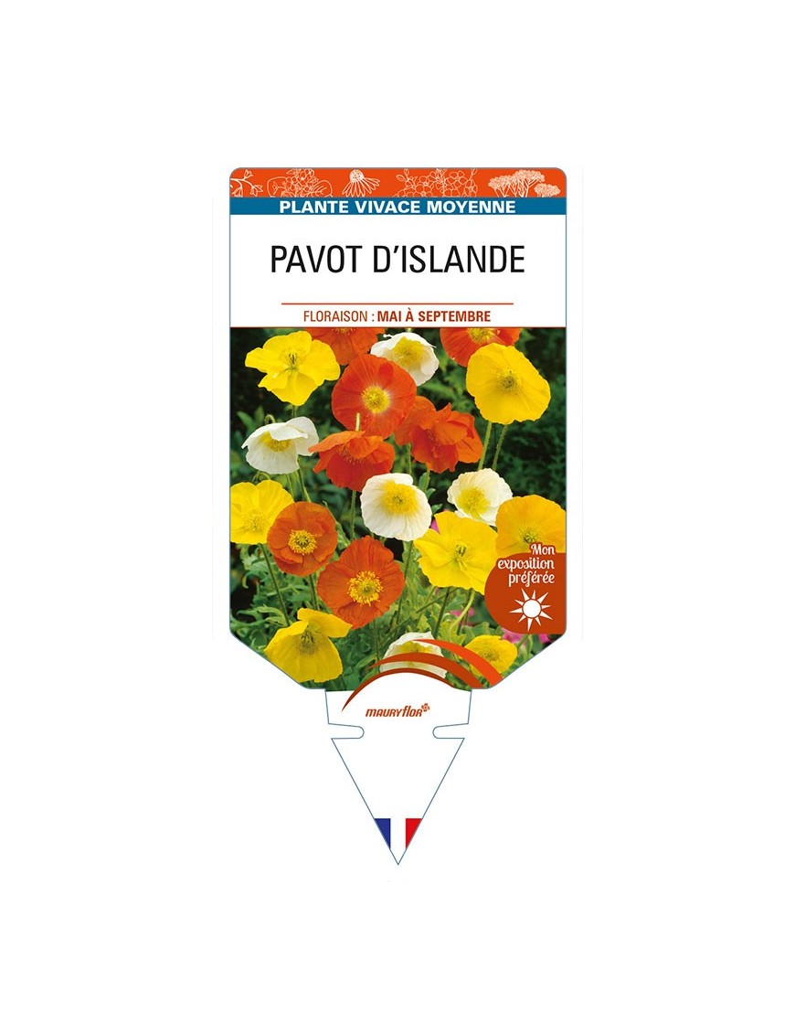 PAVOT D'ISLANDE (varié)