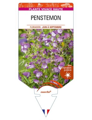 PENSTEMON (violet coeur blanc)
