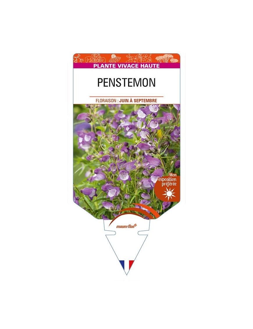 PENSTEMON (violet coeur blanc)