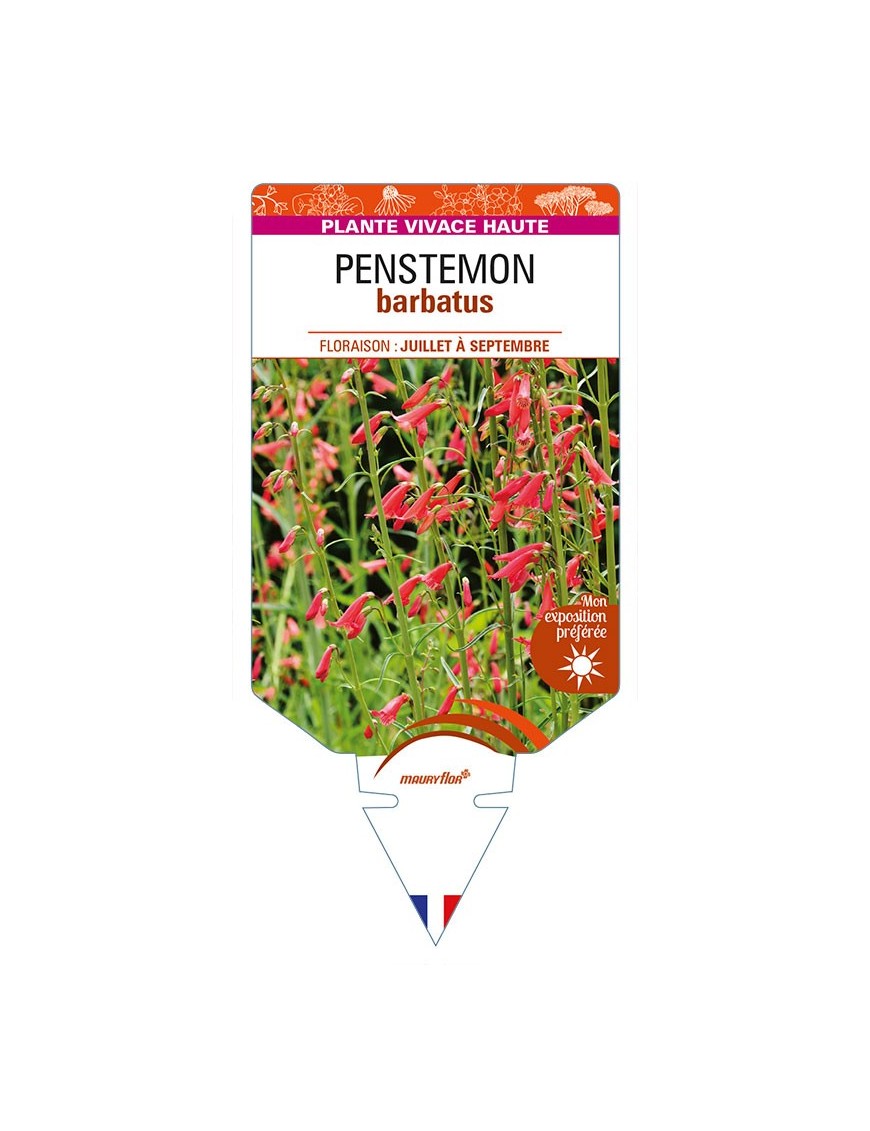 PENSTEMON barbatus (rouge)