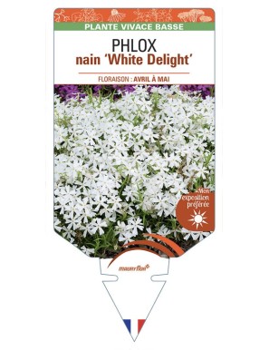 PHLOX nain 'White Delight'