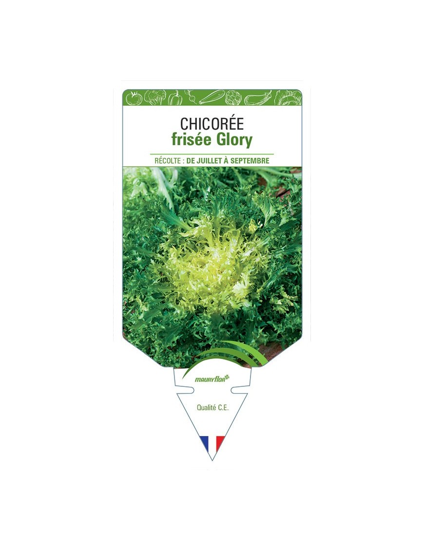 CHICORÉE FRISÉE GLORY