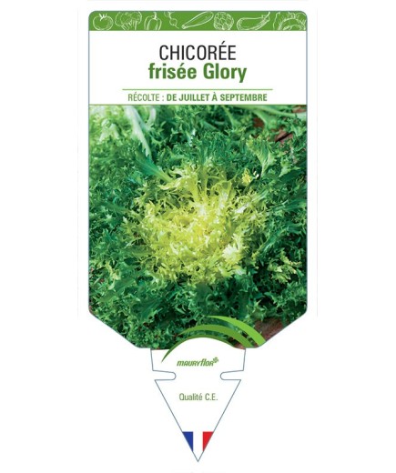 CHICORÉE FRISÉE GLORY