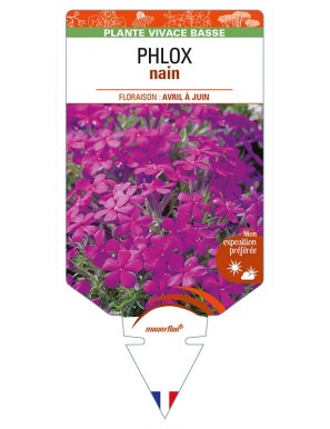 PHLOX nain (magenta)