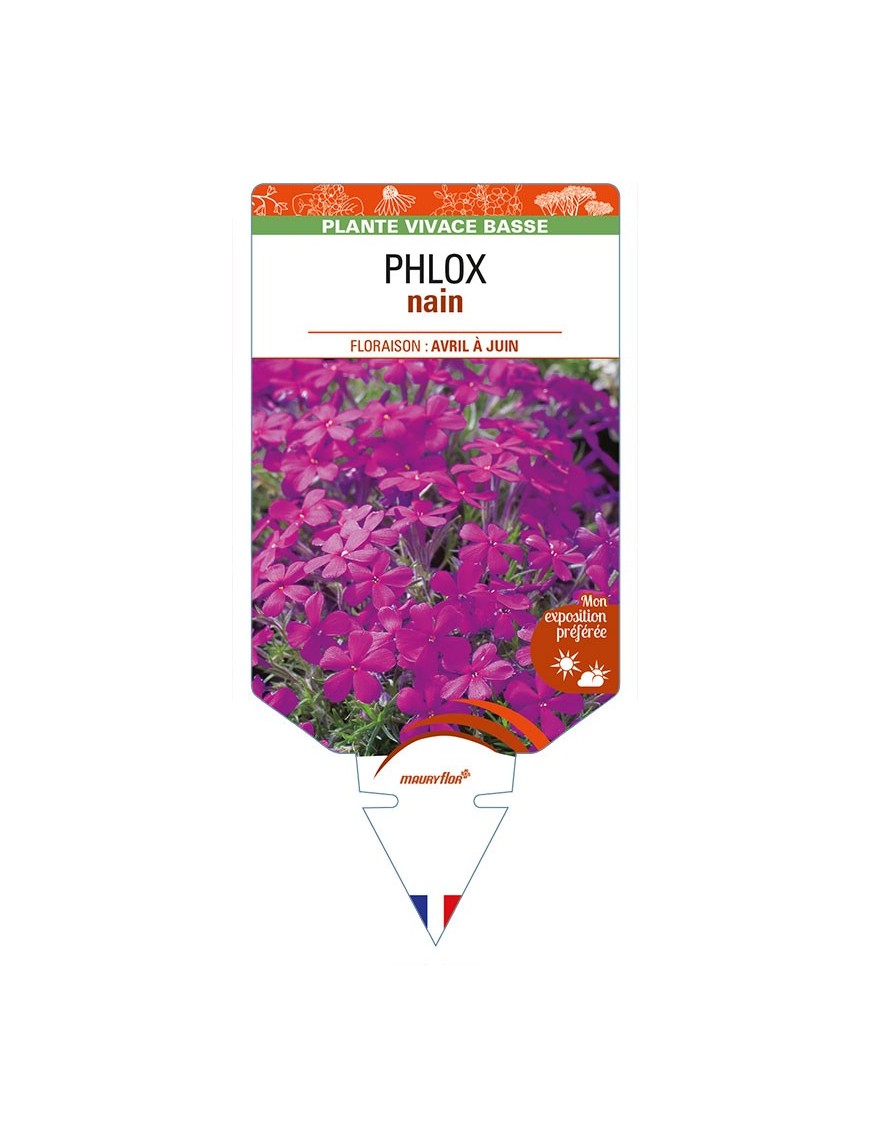 PHLOX nain (magenta)