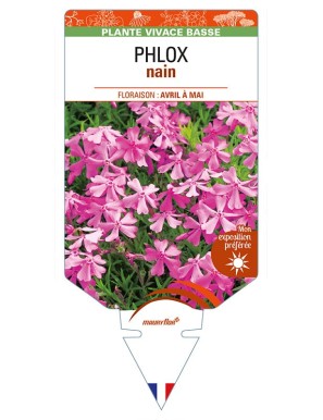 PHLOX nain (rose vif)