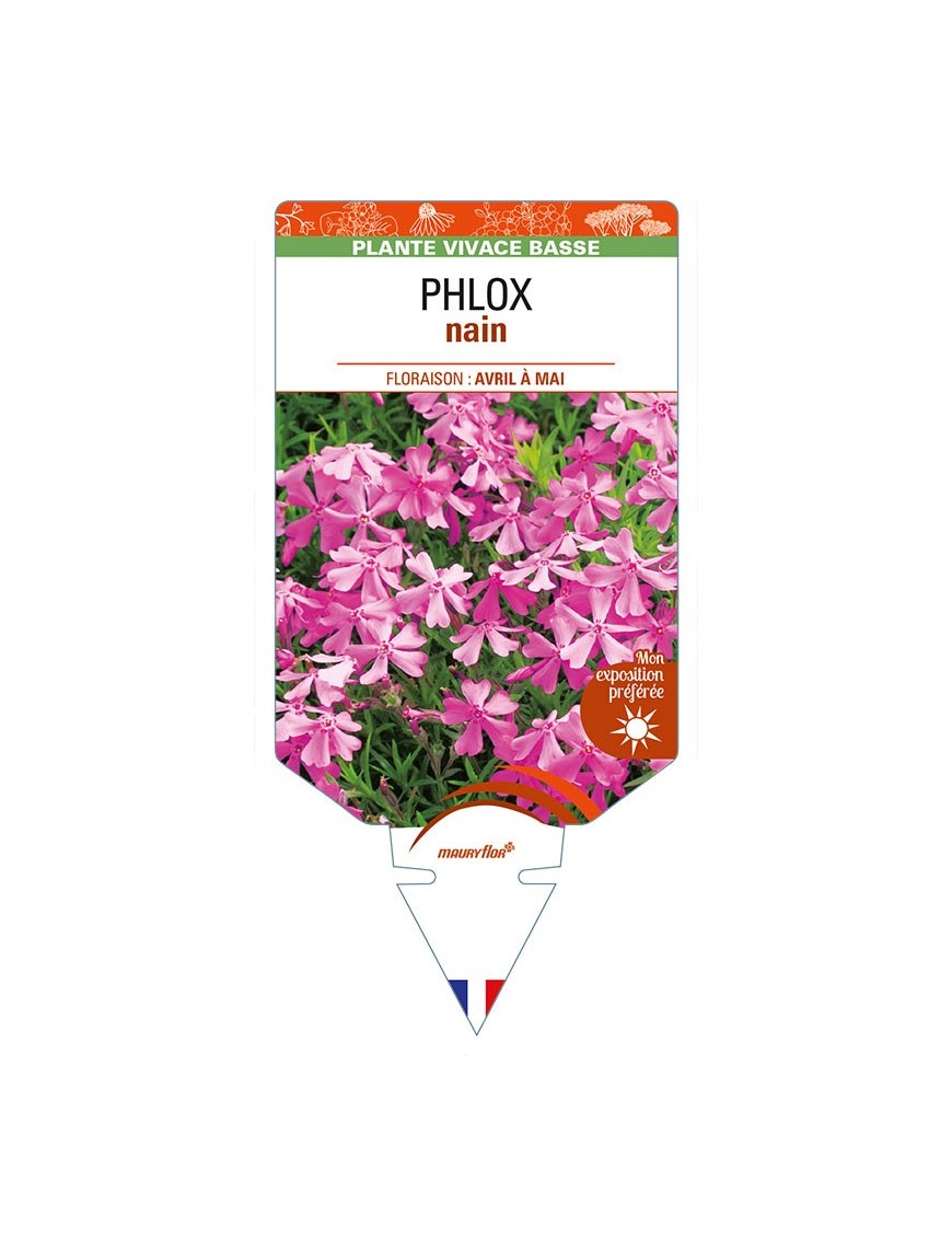 PHLOX nain (rose vif)