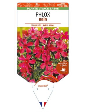 PHLOX nain (rouge)