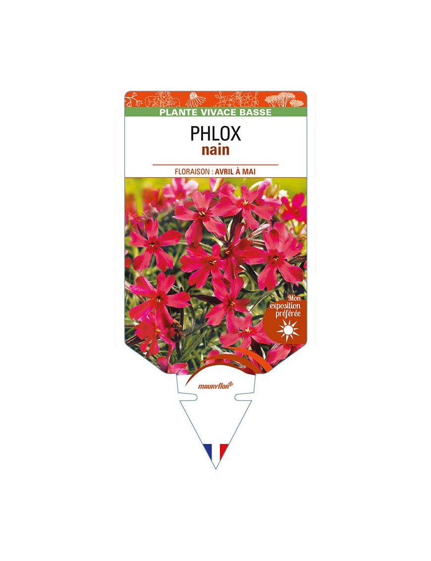 PHLOX nain (rouge)