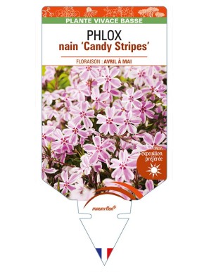 PHLOX nain (subulata bicolore) 'Candy Stripes'