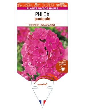 PHLOX paniculata (rose vif)