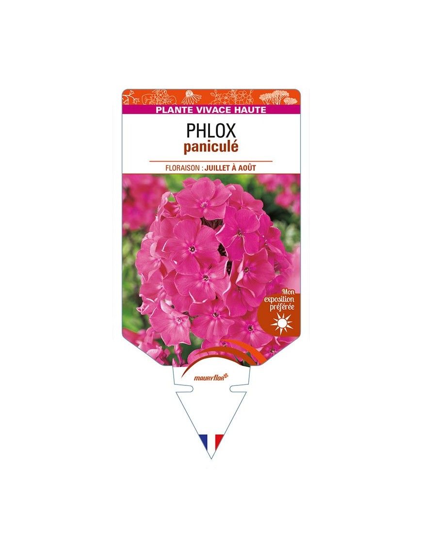 PHLOX paniculata (rose vif)