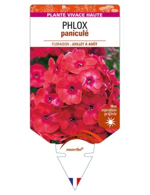 PHLOX paniculata (rouge)