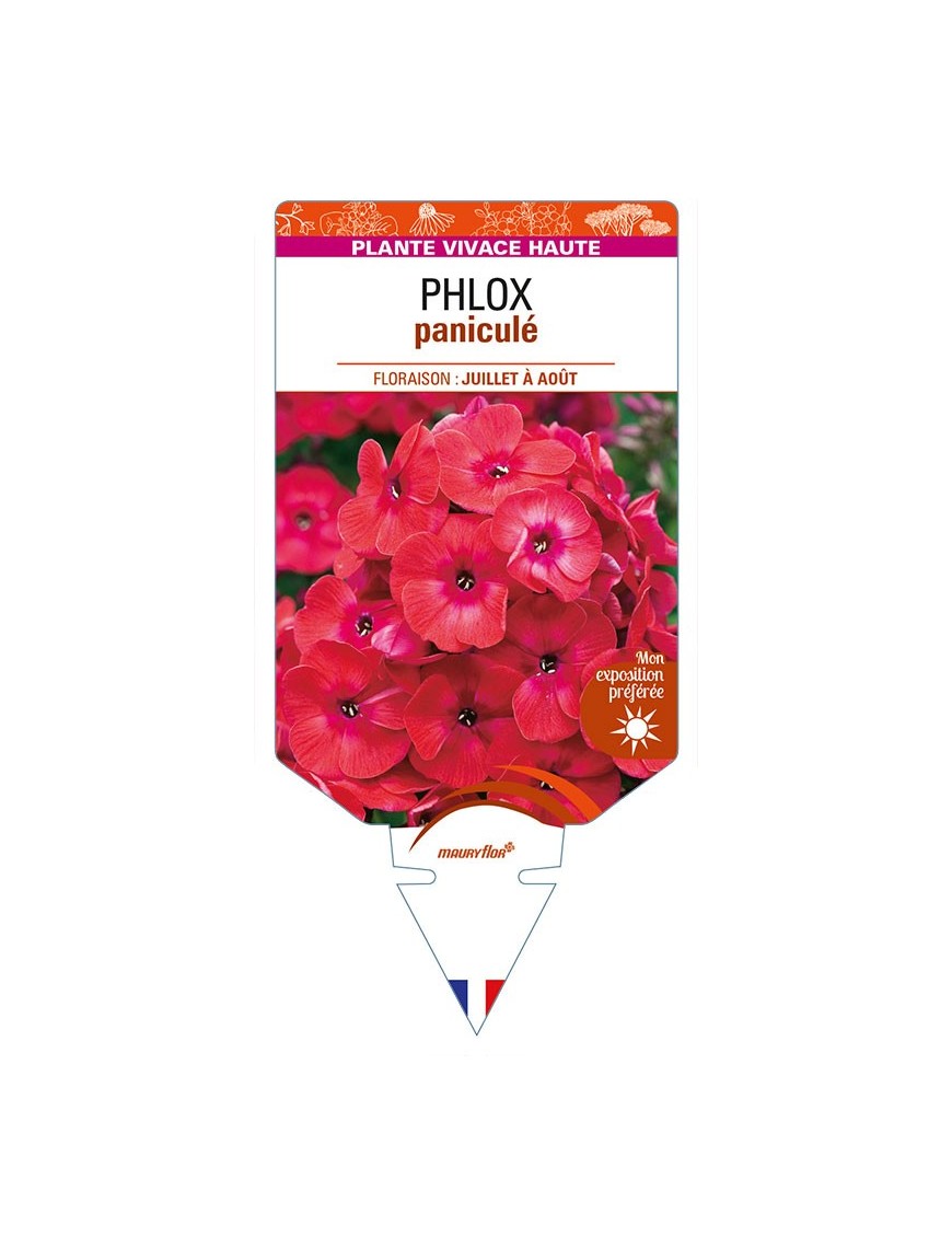 PHLOX paniculata (rouge)